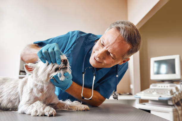 Best Emergency Gum Treatment in Laurel, MD